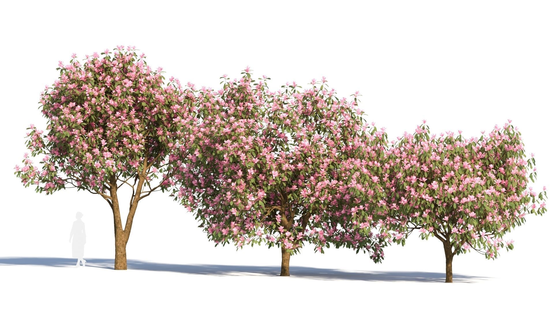 Michelia maudiae tree c 3D model_1