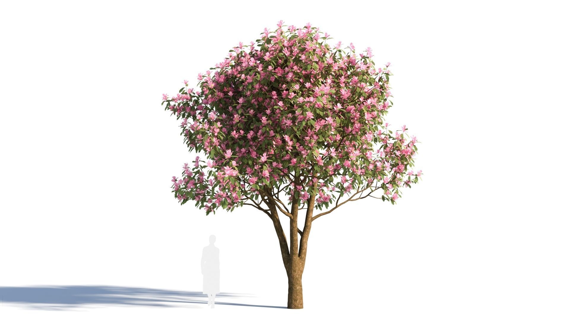 Michelia maudiae tree c 3D model_5