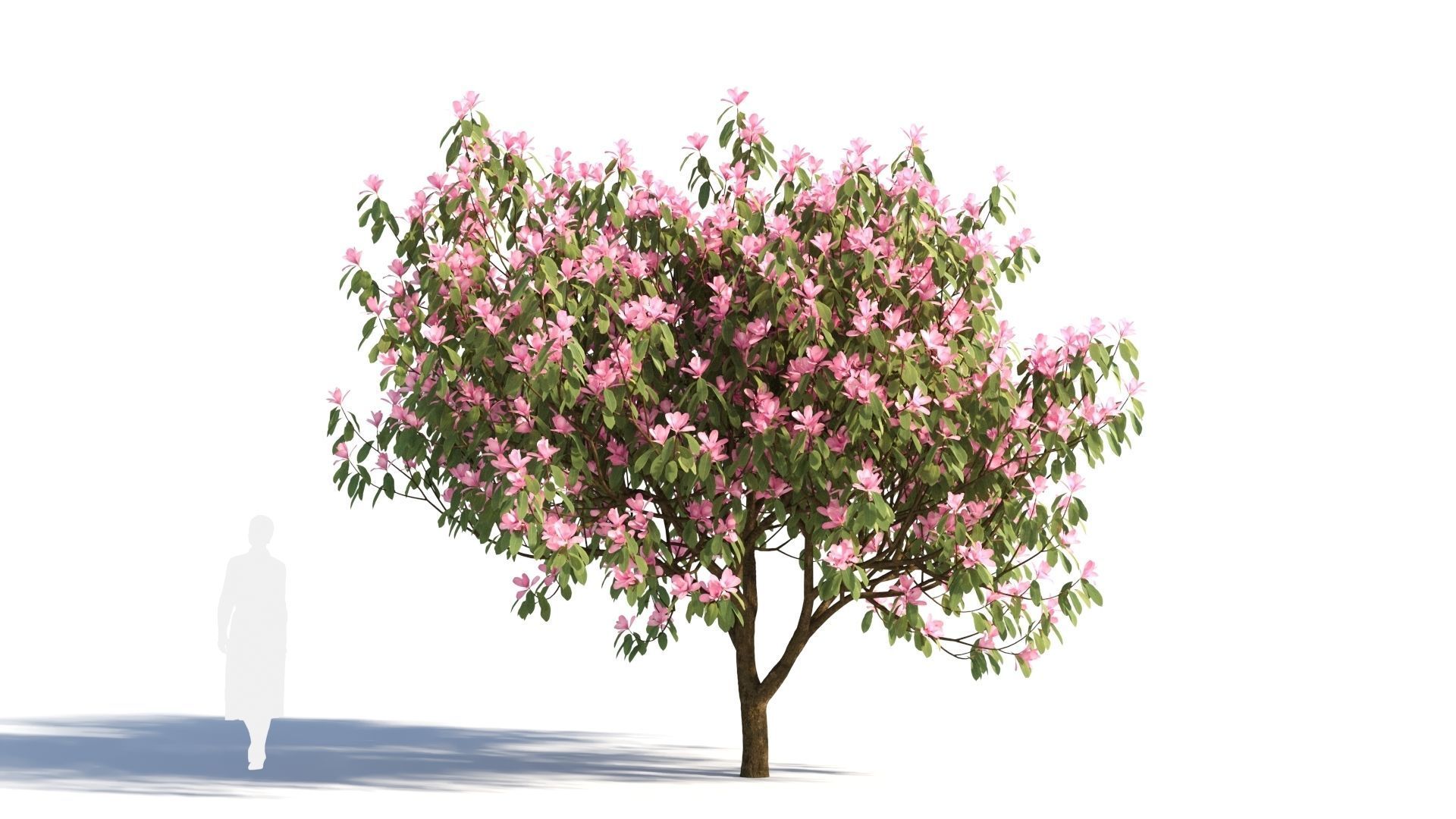 Michelia maudiae tree c 3D model_7