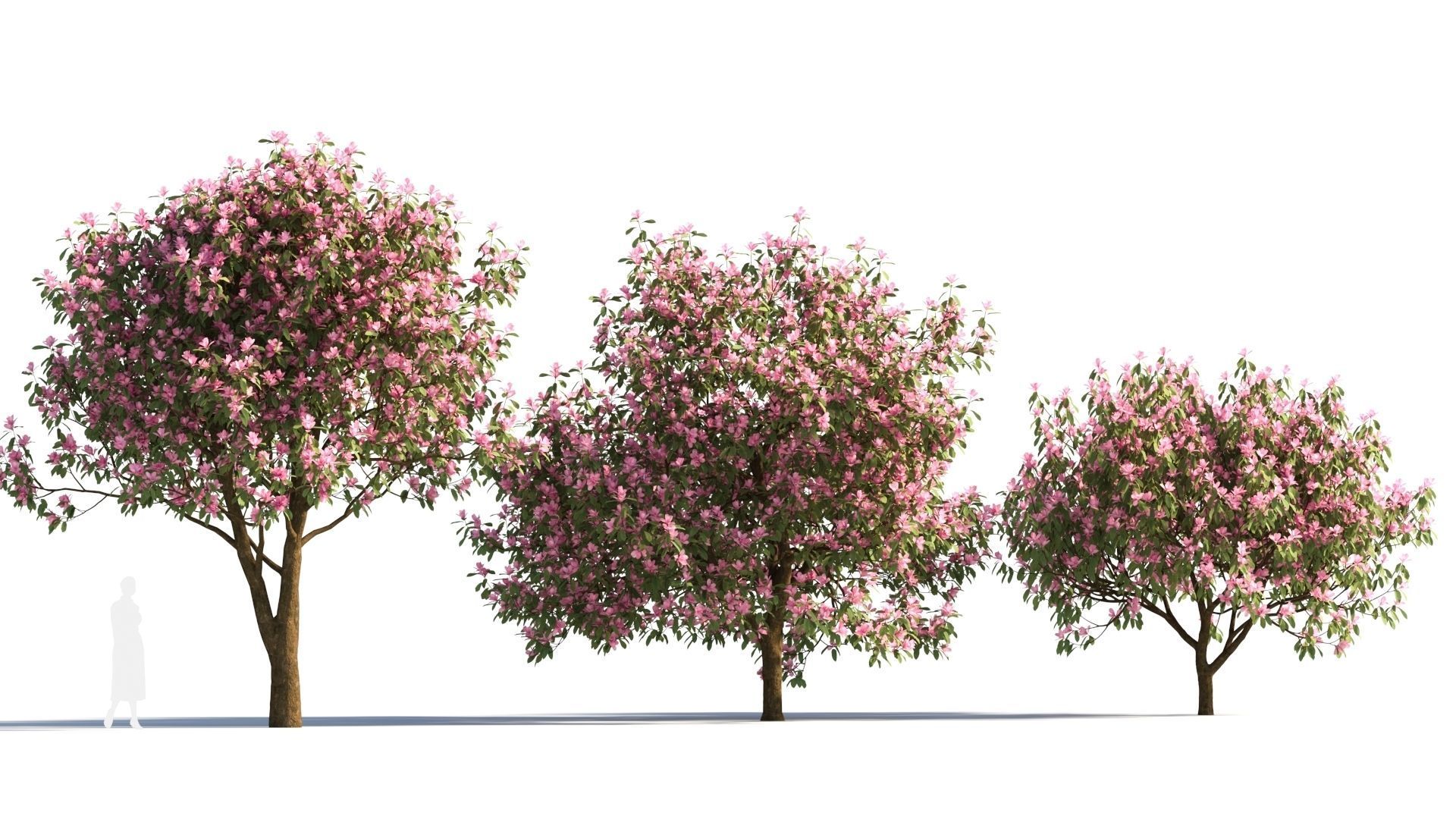 Michelia maudiae tree c 3D model_3