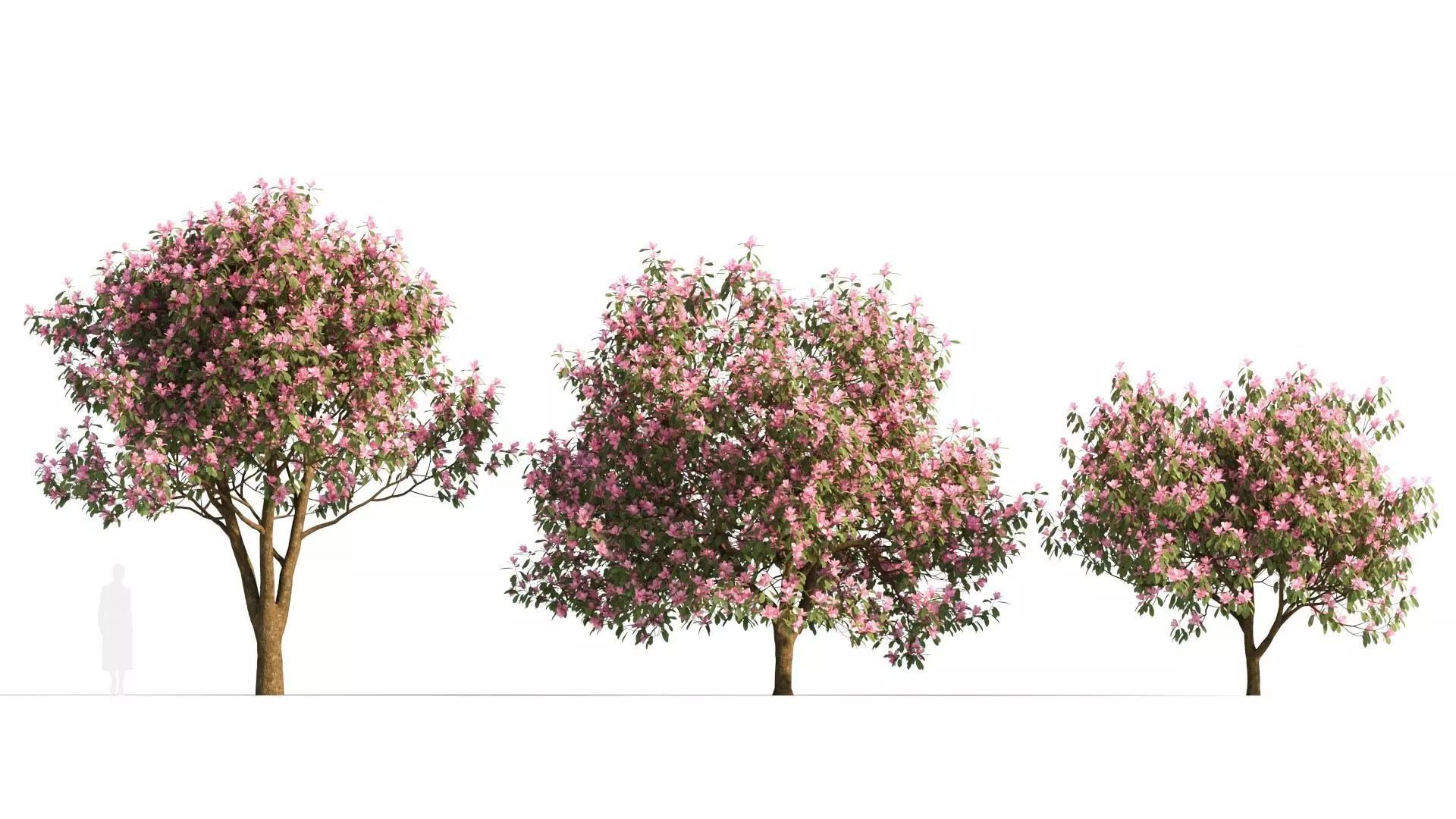 Michelia maudiae tree c 3D model_0
