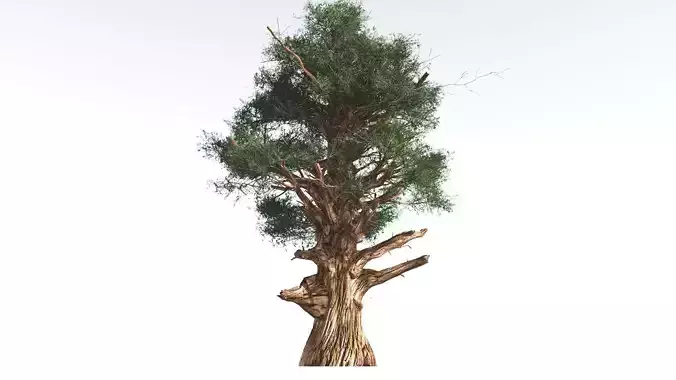 EVERYPlant Great Basin Bristlecone Pine 1 --16 Models-- 3D model
