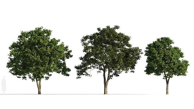 Osmanthus fragrans tree a 3D model
