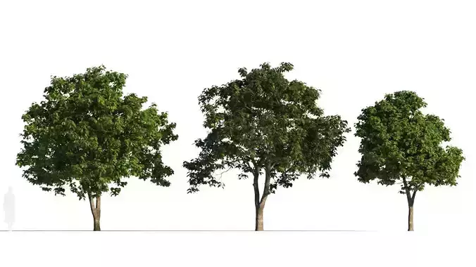 Osmanthus fragrans tree a