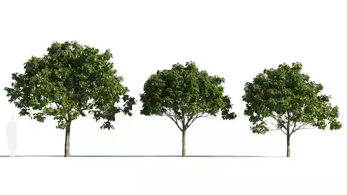 Osmanthus fragrans tree b