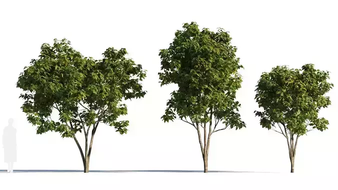 Osmanthus fragrans tree c