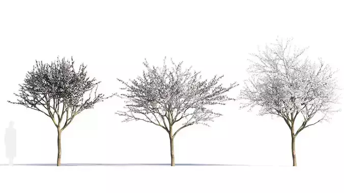 Prunus cerasifera tree a