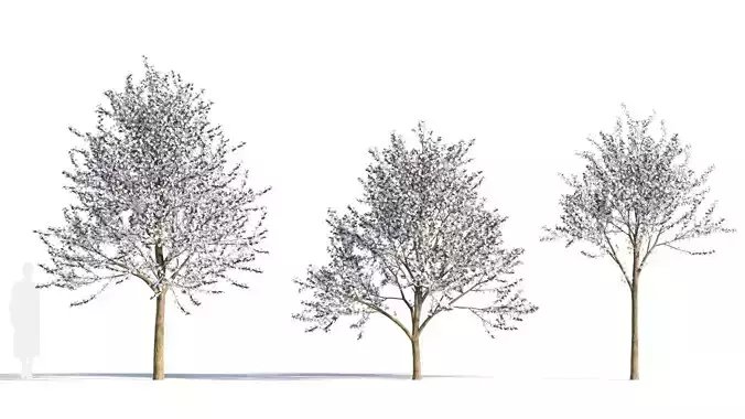 Prunus cerasifera tree b