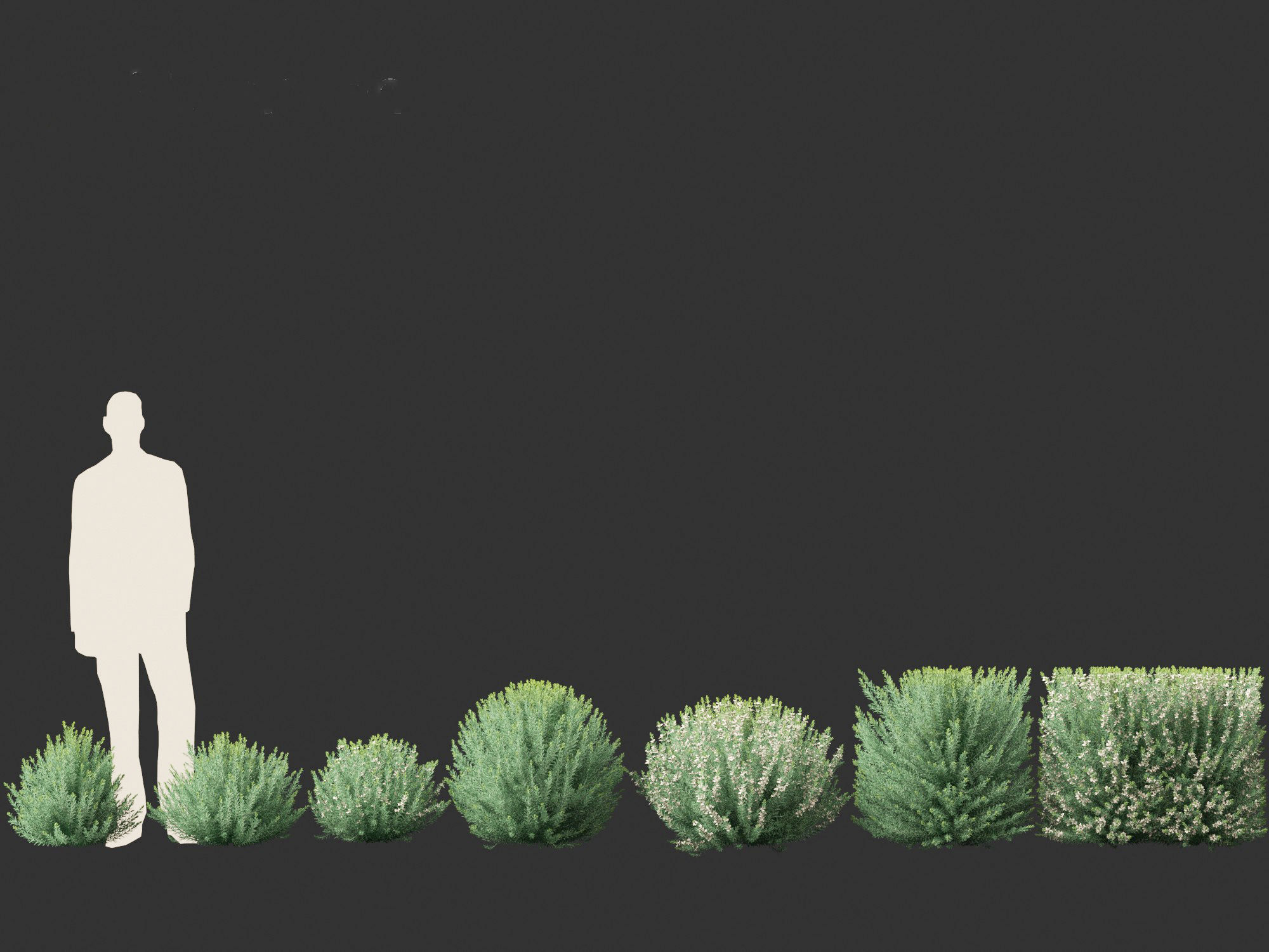 Grey Box Westringia - Native rosemary 3D model_5