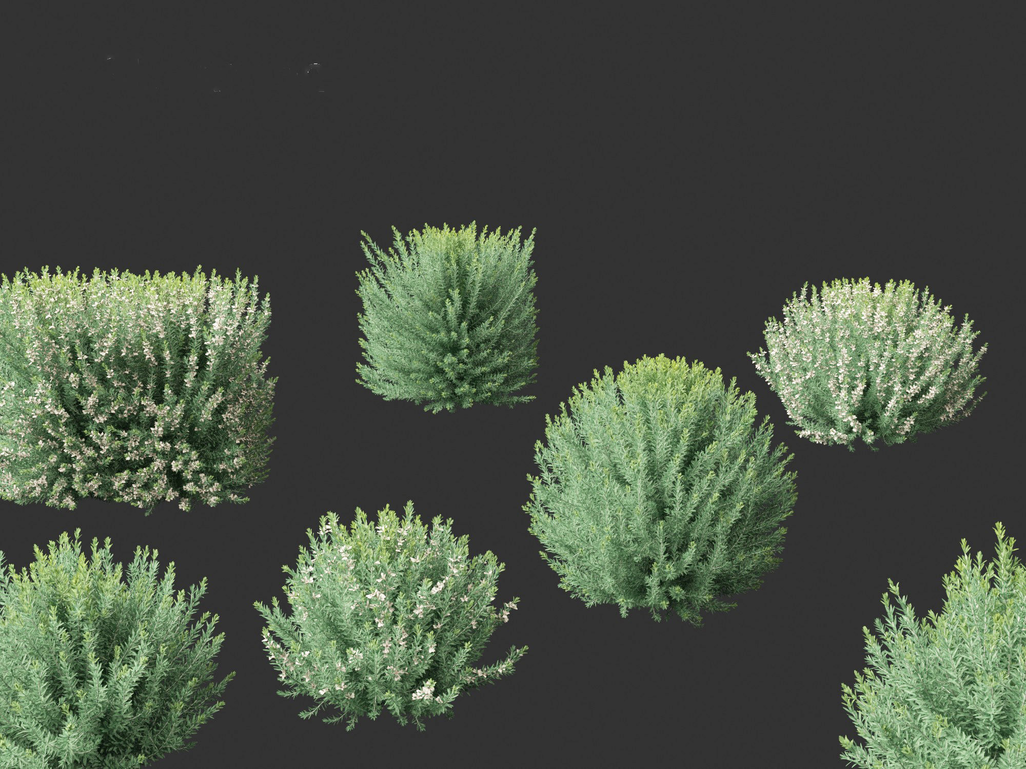 Grey Box Westringia - Native rosemary 3D model_2