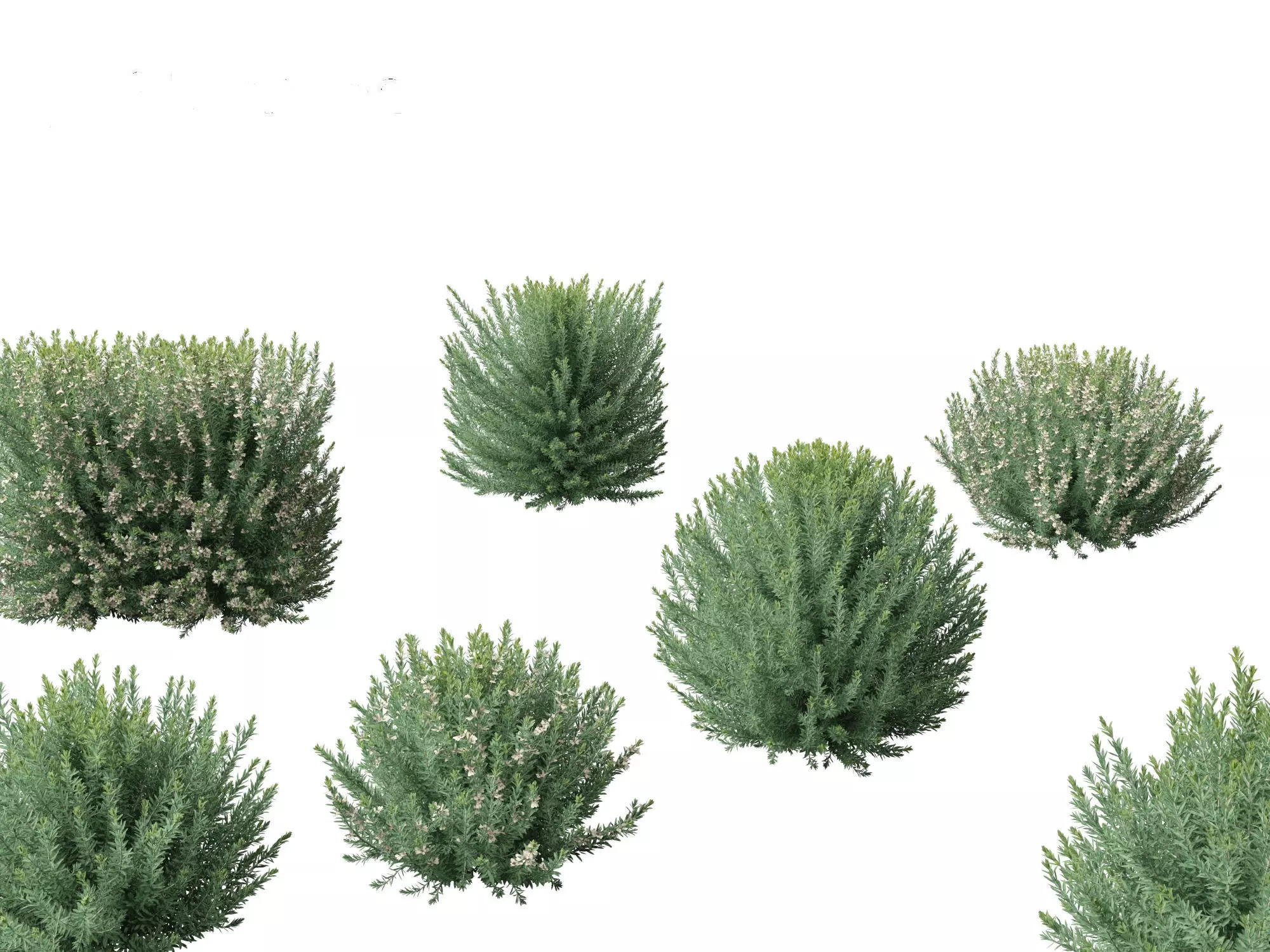 Grey Box Westringia - Native rosemary 3D model_0