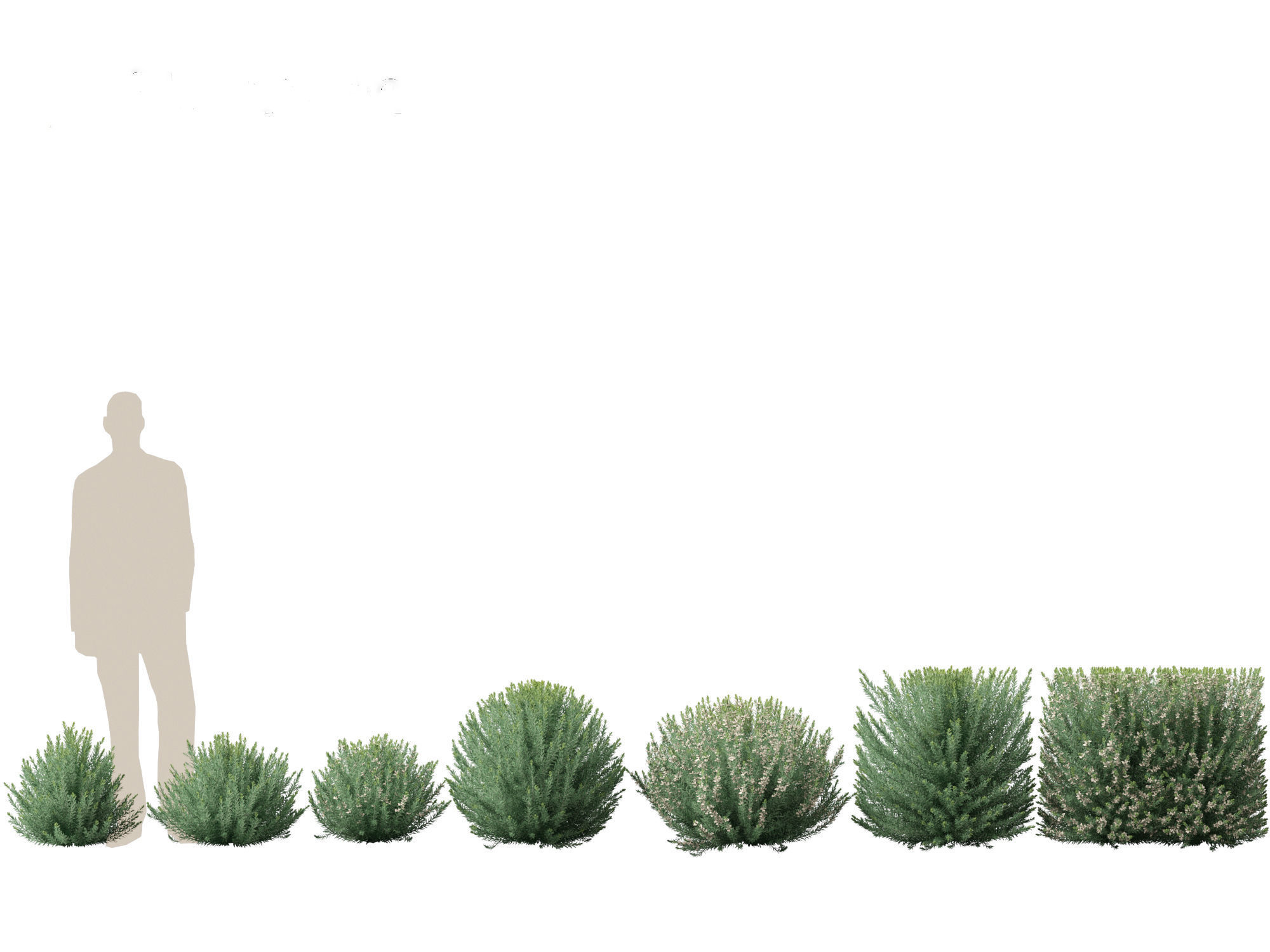 Grey Box Westringia - Native rosemary 3D model_1