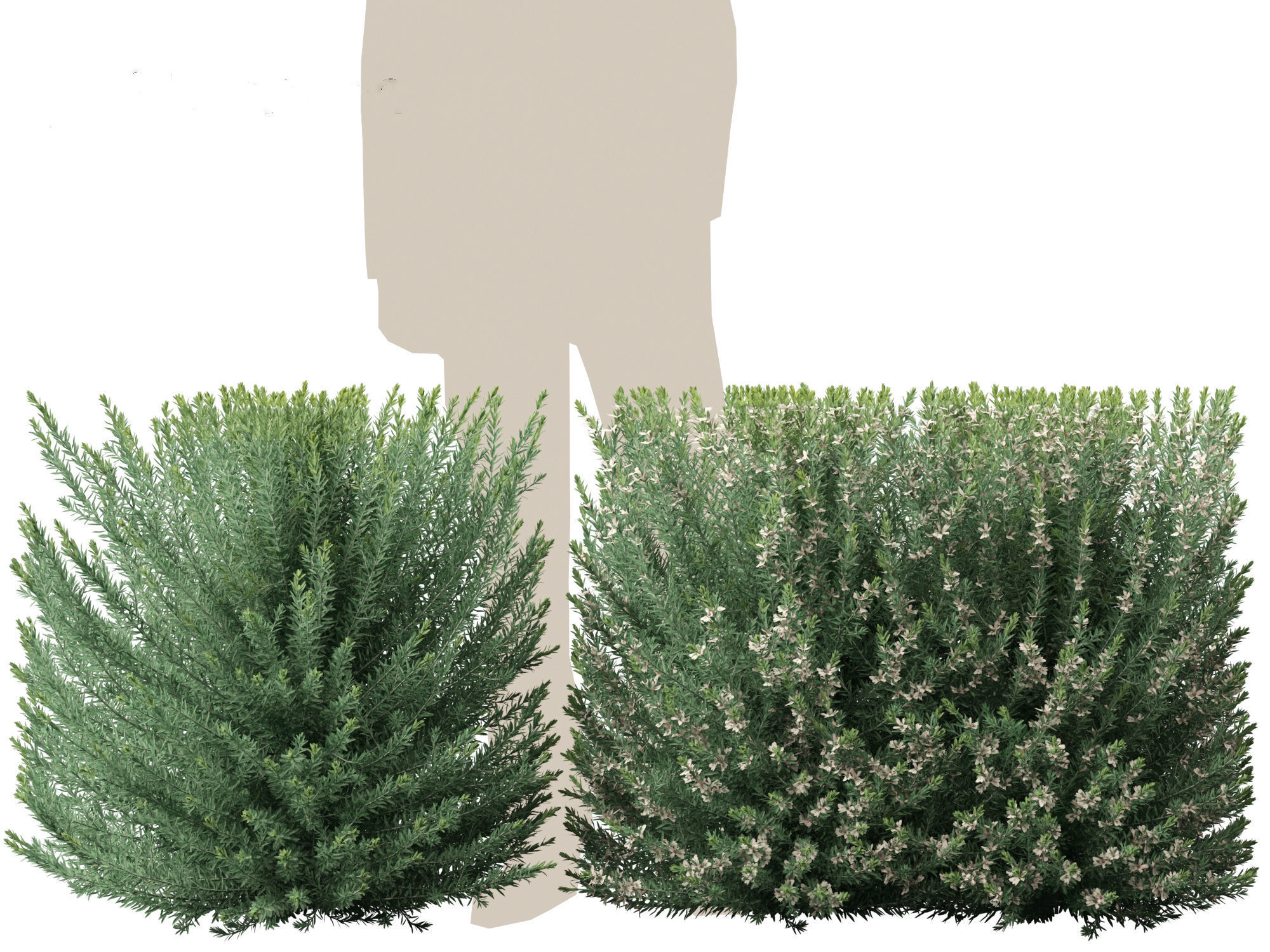Grey Box Westringia - Native rosemary 3D model_10