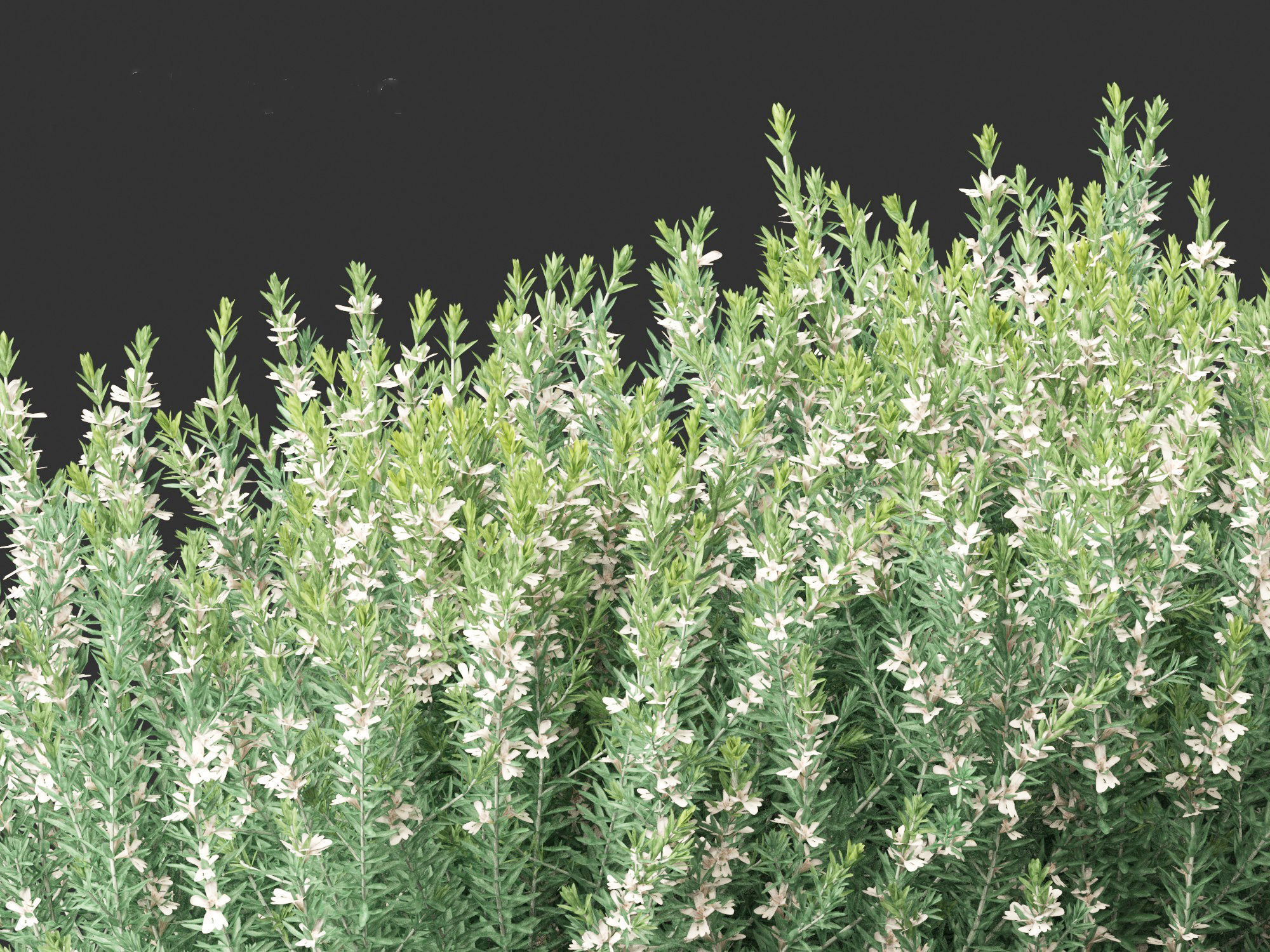 Grey Box Westringia - Native rosemary 3D model_4