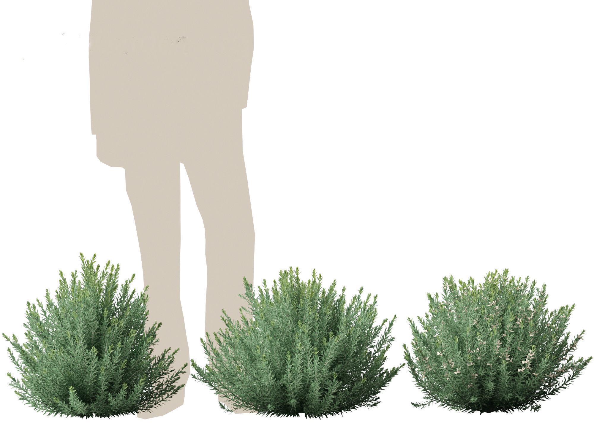 Grey Box Westringia - Native rosemary 3D model_6