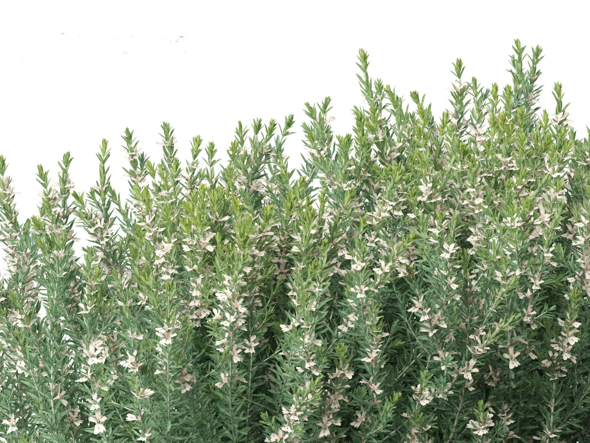 Grey Box Westringia - Native rosemary 3D model_3