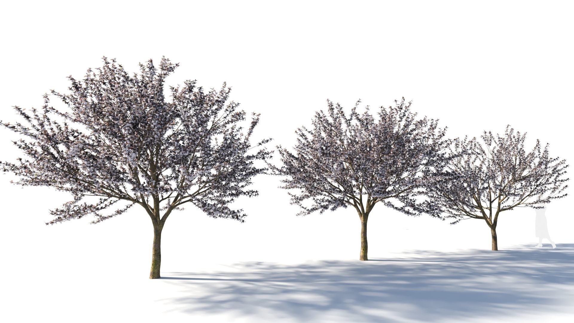Prunus cerasifera tree c 3D model_4
