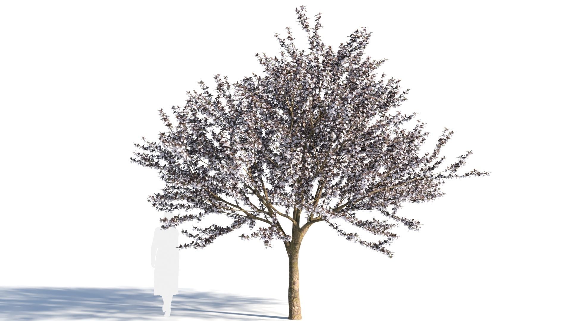Prunus cerasifera tree c 3D model_7