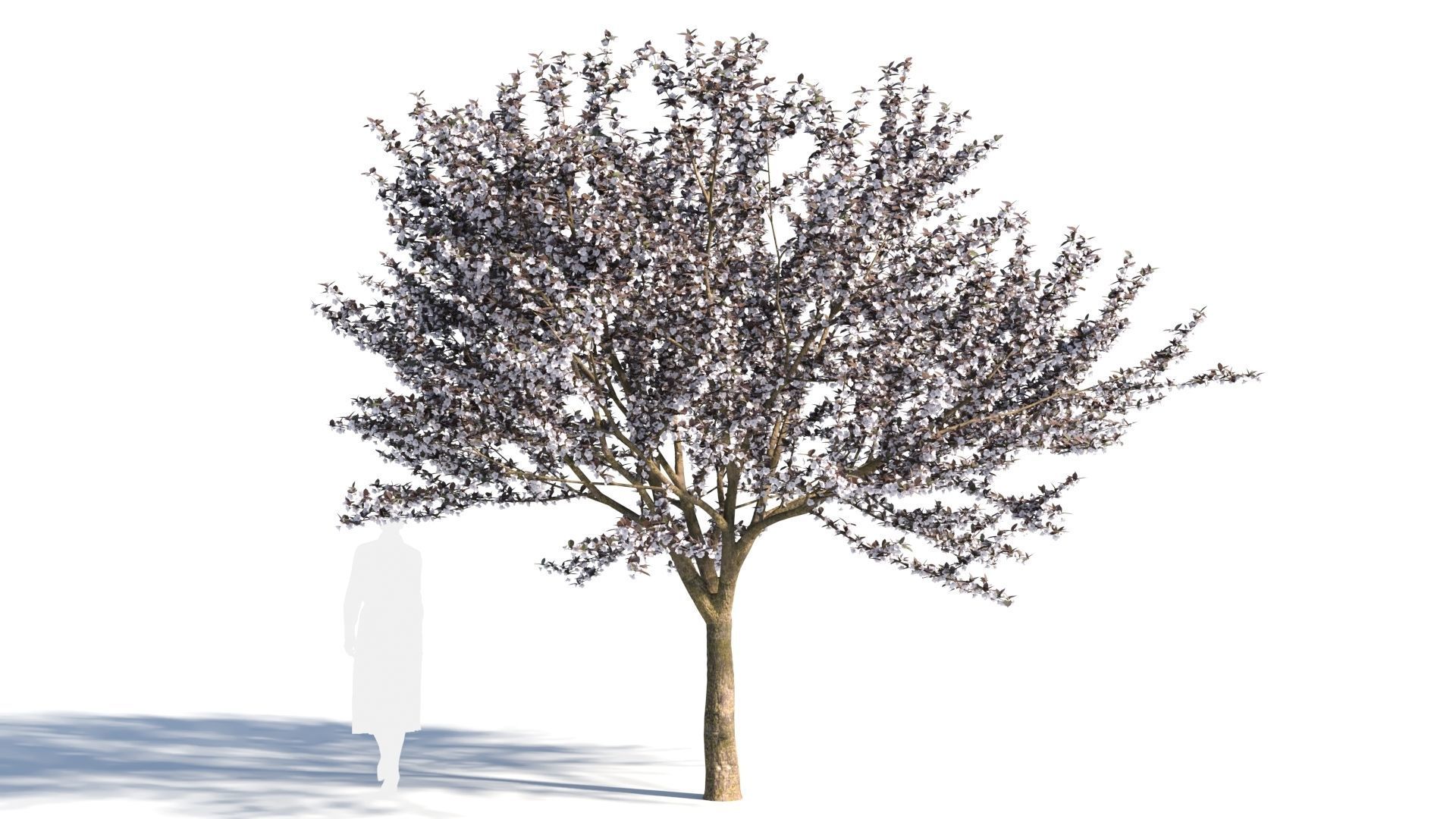 Prunus cerasifera tree c 3D model_6