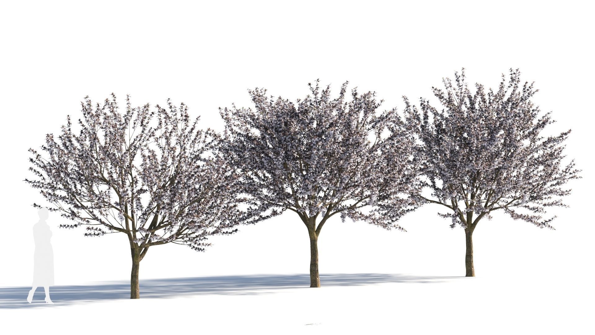 Prunus cerasifera tree c 3D model_3