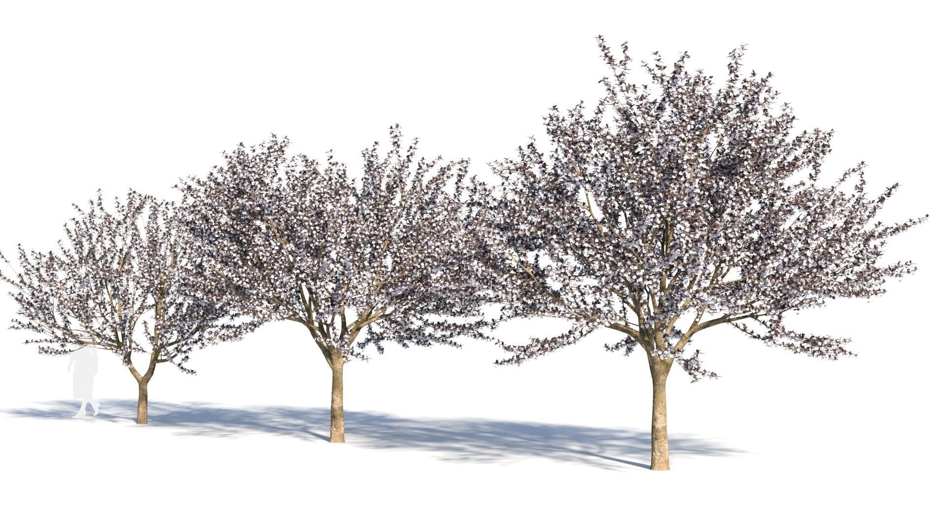 Prunus cerasifera tree c 3D model_1