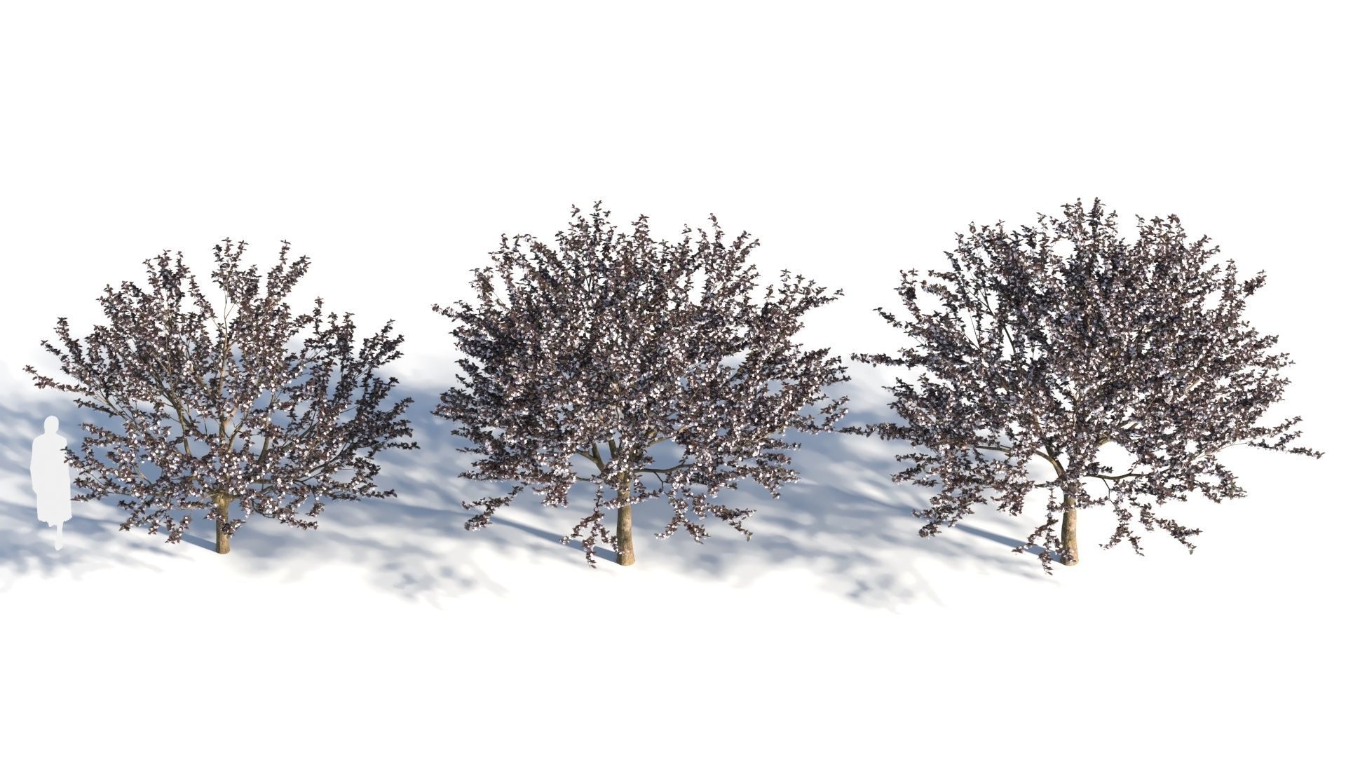 Prunus cerasifera tree c 3D model_2