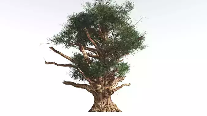 EVERYPlant Great Basin Bristlecone Pine 2 --16 Models-- 3D model