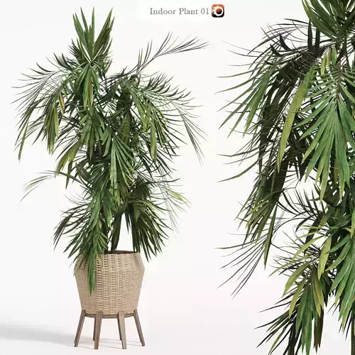Indoor Plant 01 3D model