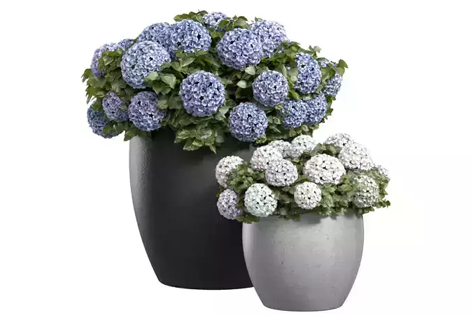 Hydrangea Plant in a garden pot