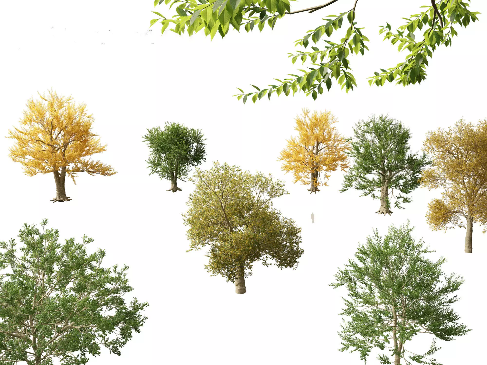 Ulmus laevis - European white elm 3D model_0