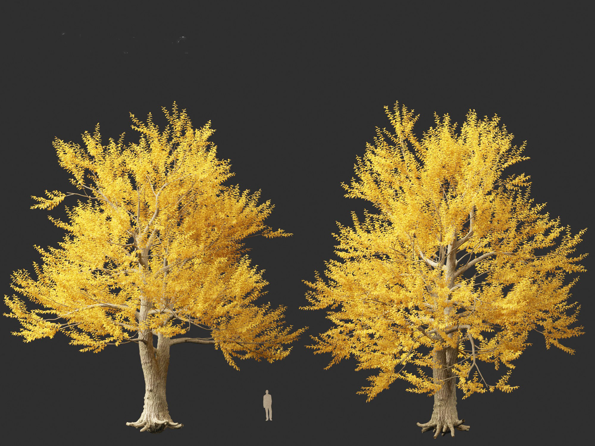 Ulmus laevis - European white elm 3D model_11