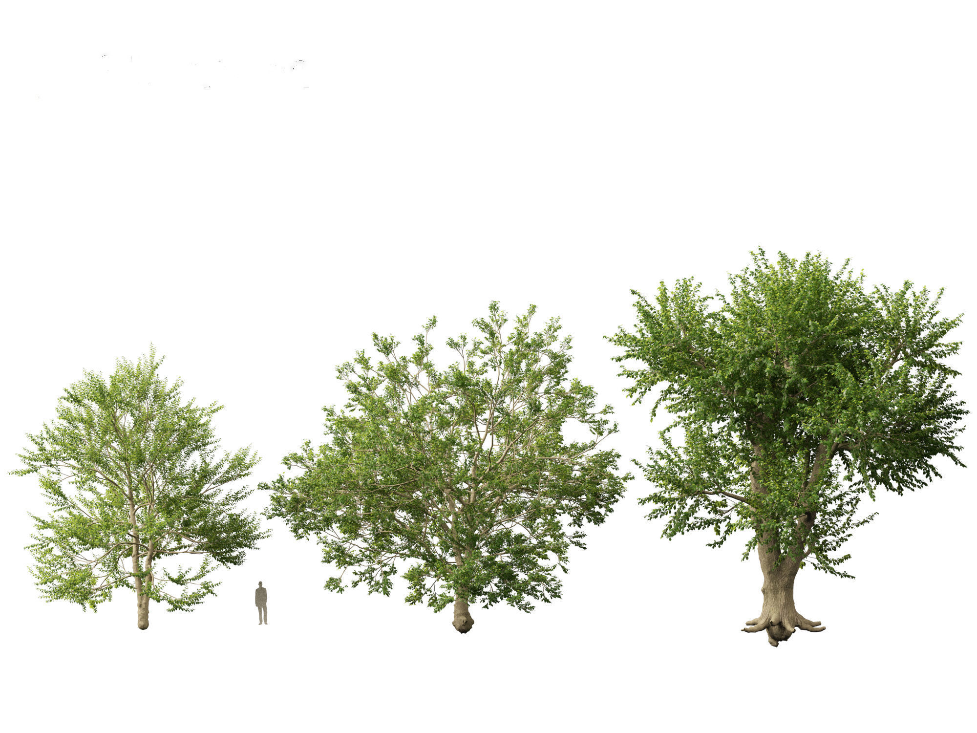 Ulmus laevis - European white elm 3D model_6