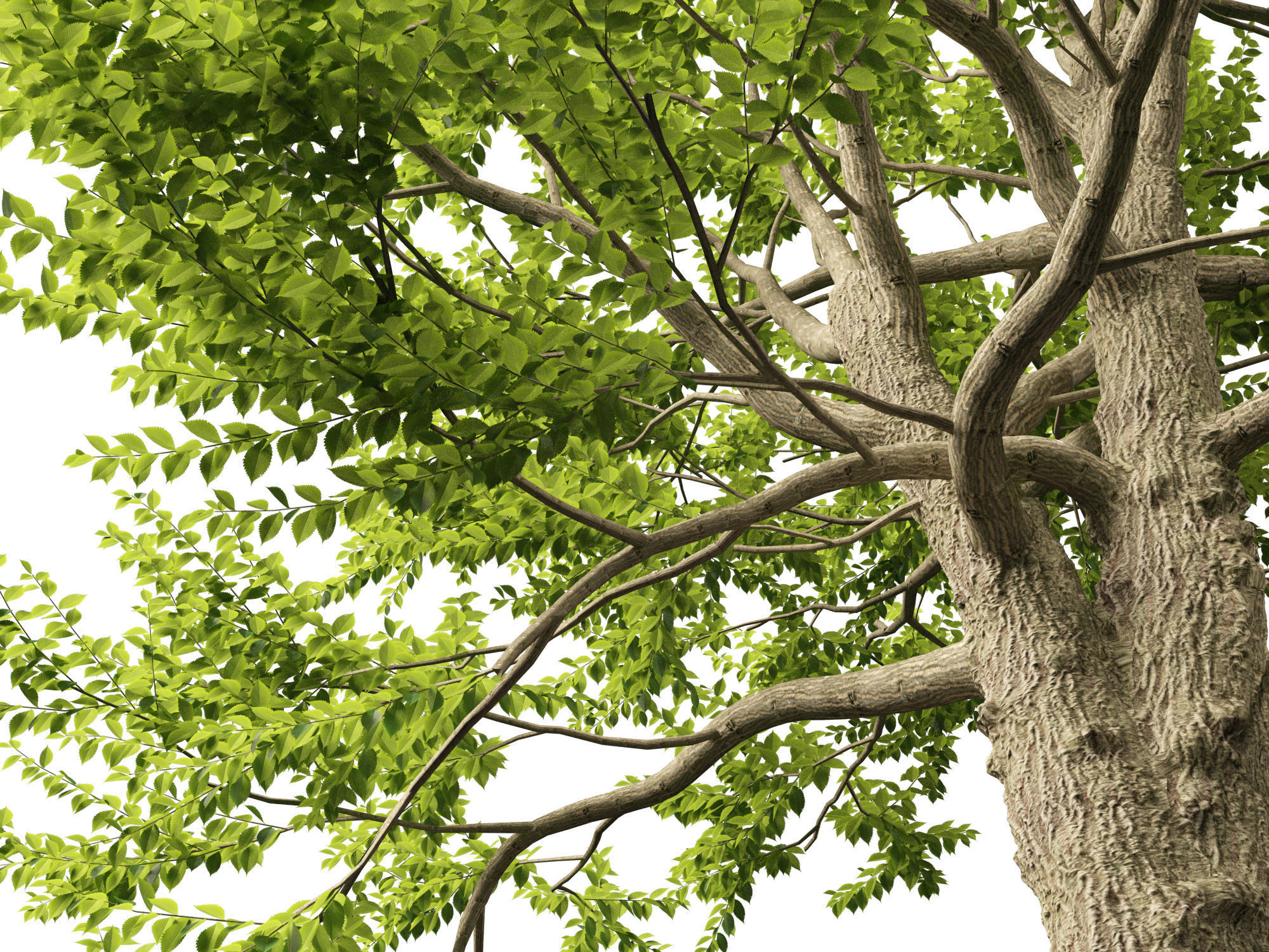 Ulmus laevis - European white elm 3D model_3