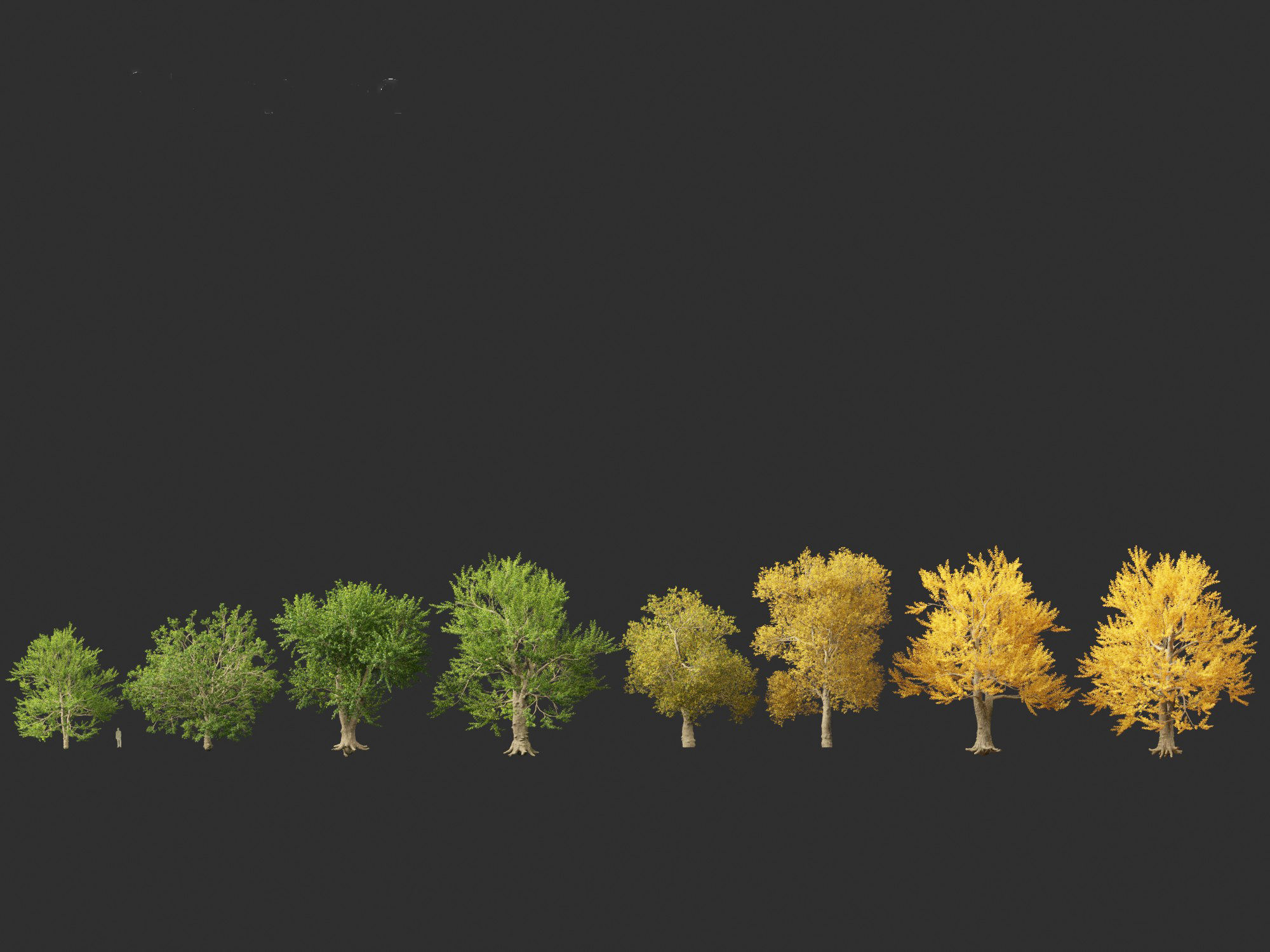 Ulmus laevis - European white elm 3D model_5