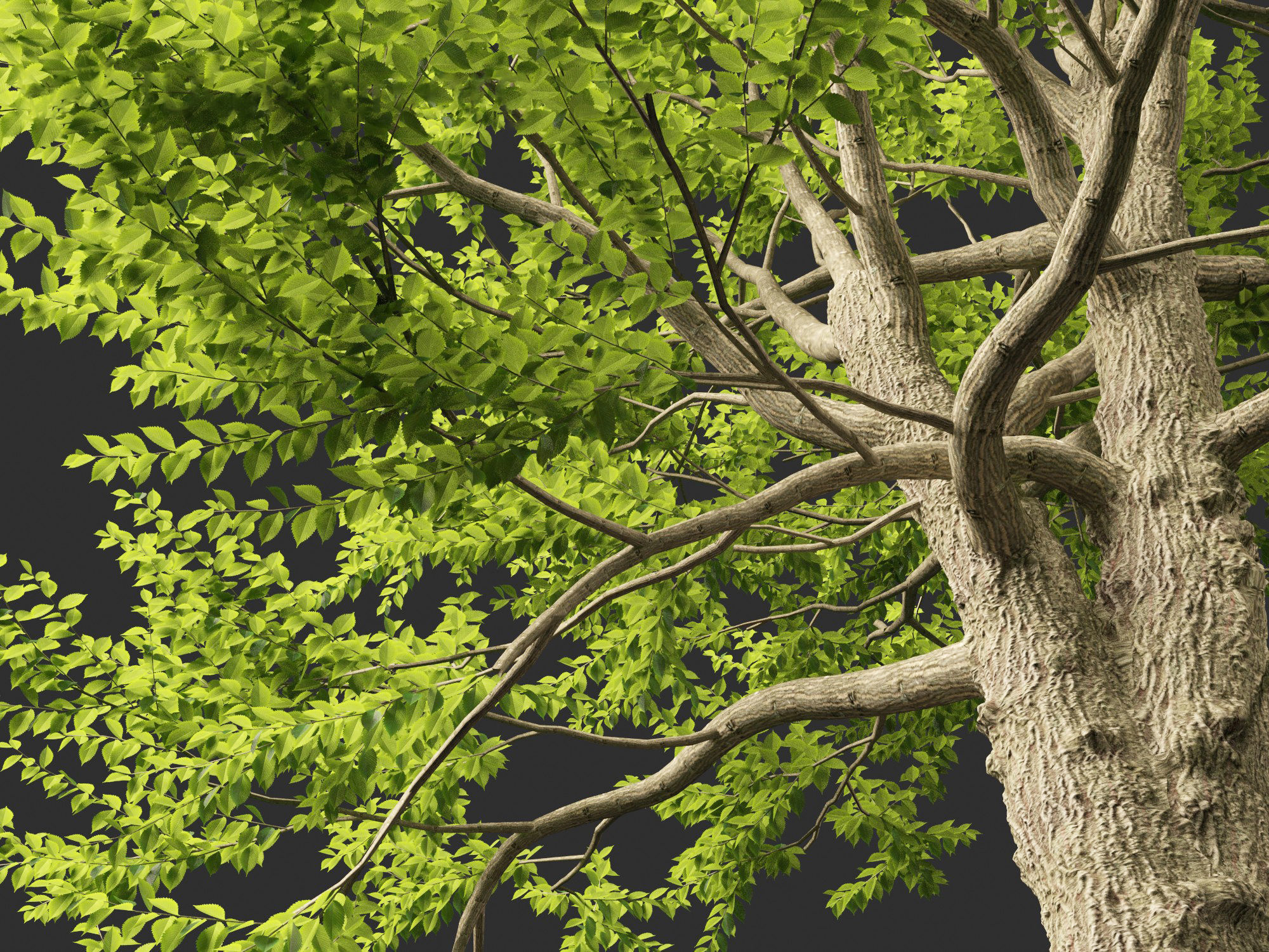 Ulmus laevis - European white elm 3D model_4
