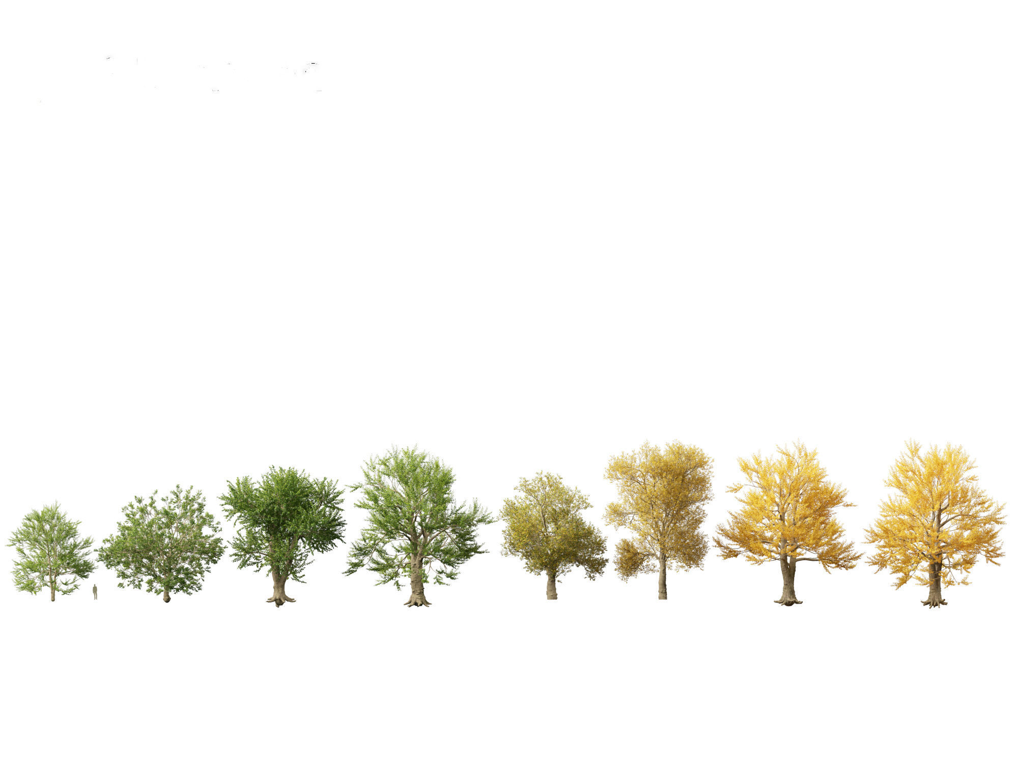 Ulmus laevis - European white elm 3D model_1