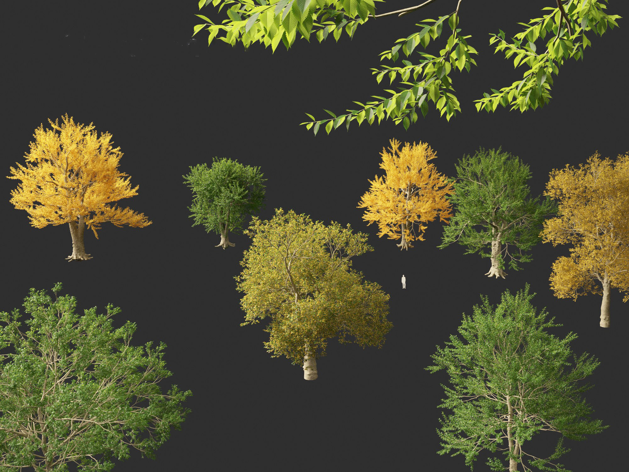 Ulmus laevis - European white elm 3D model_2