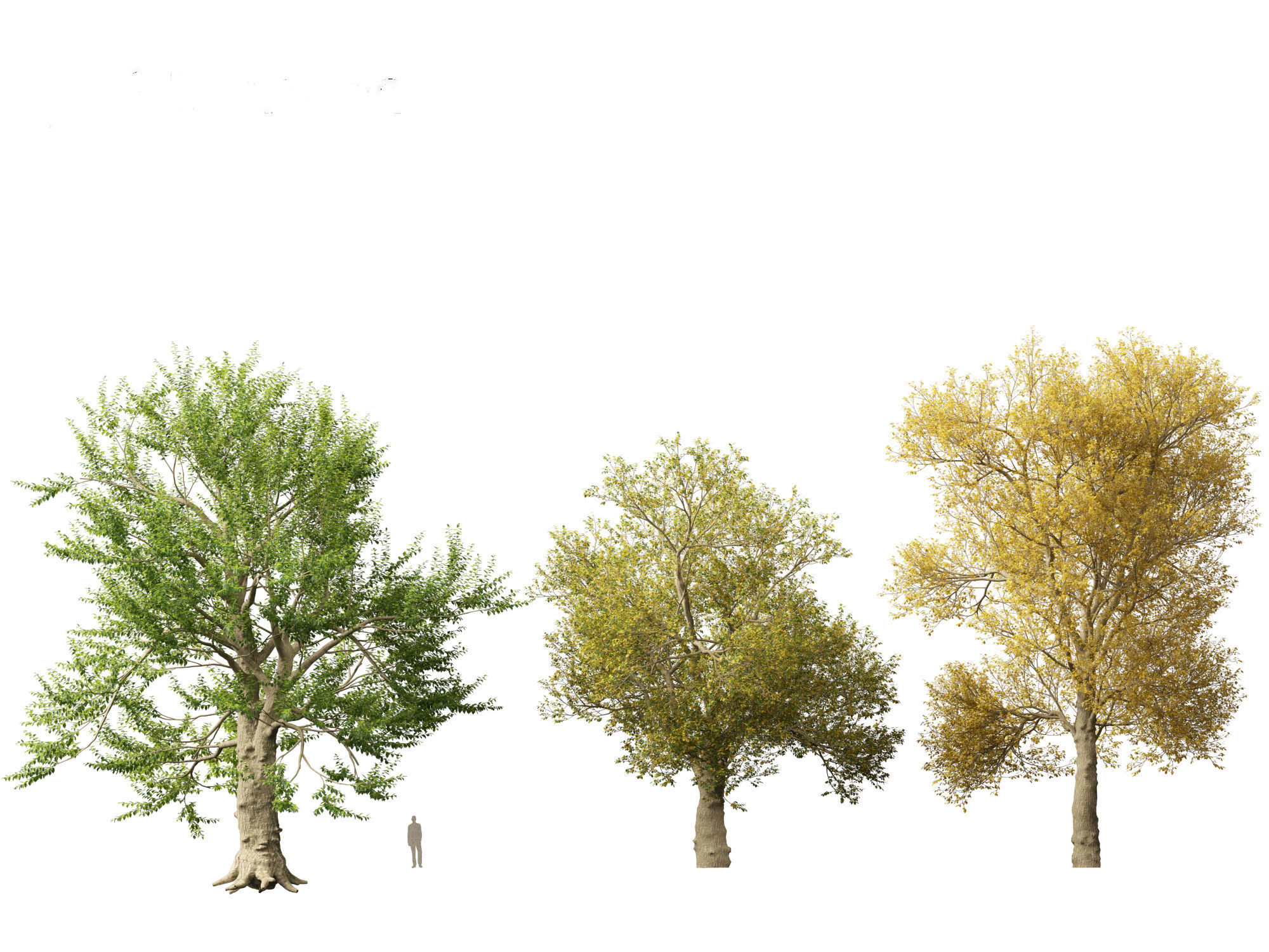 Ulmus laevis - European white elm 3D model_8