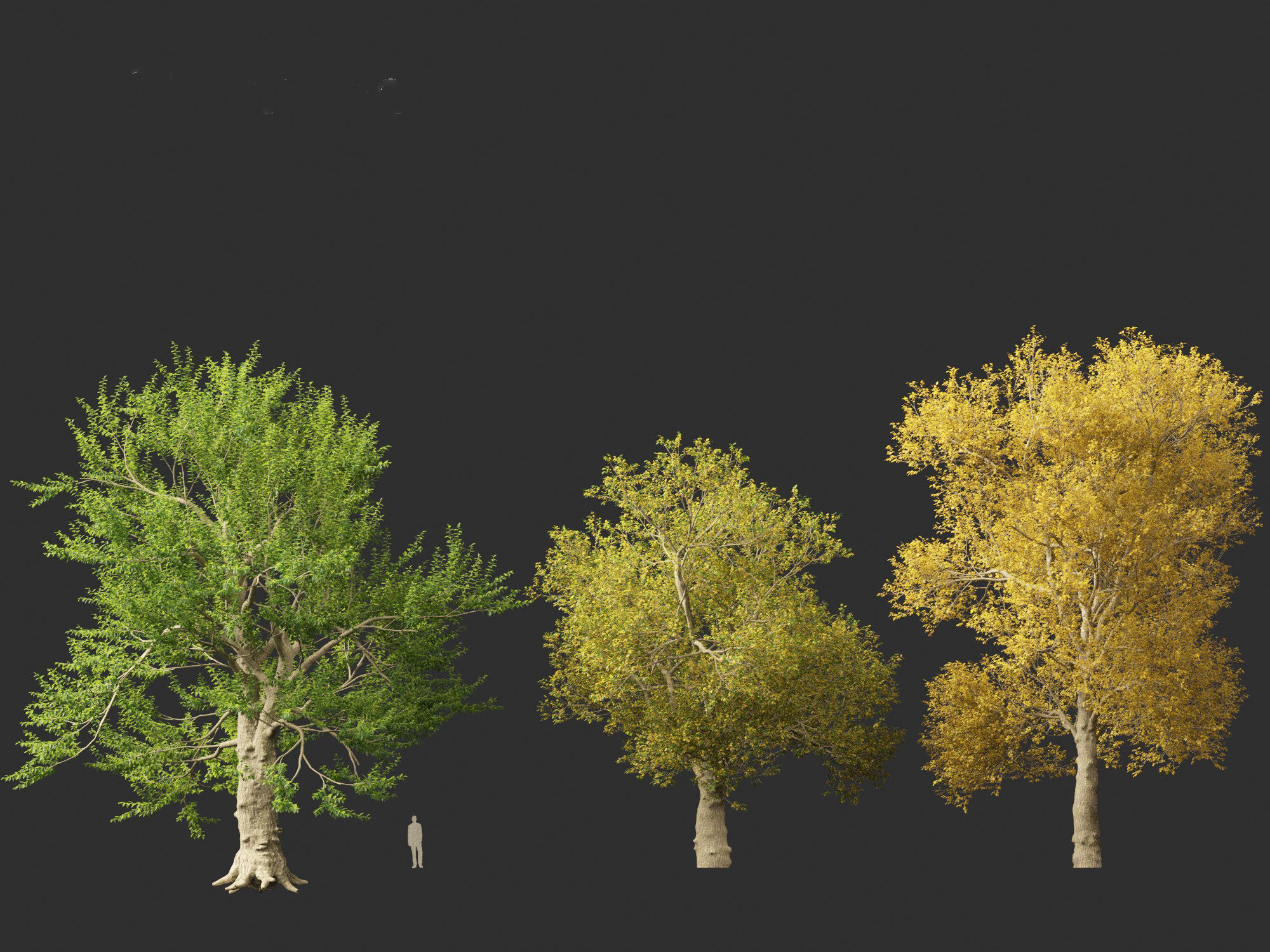 Ulmus laevis - European white elm 3D model_9
