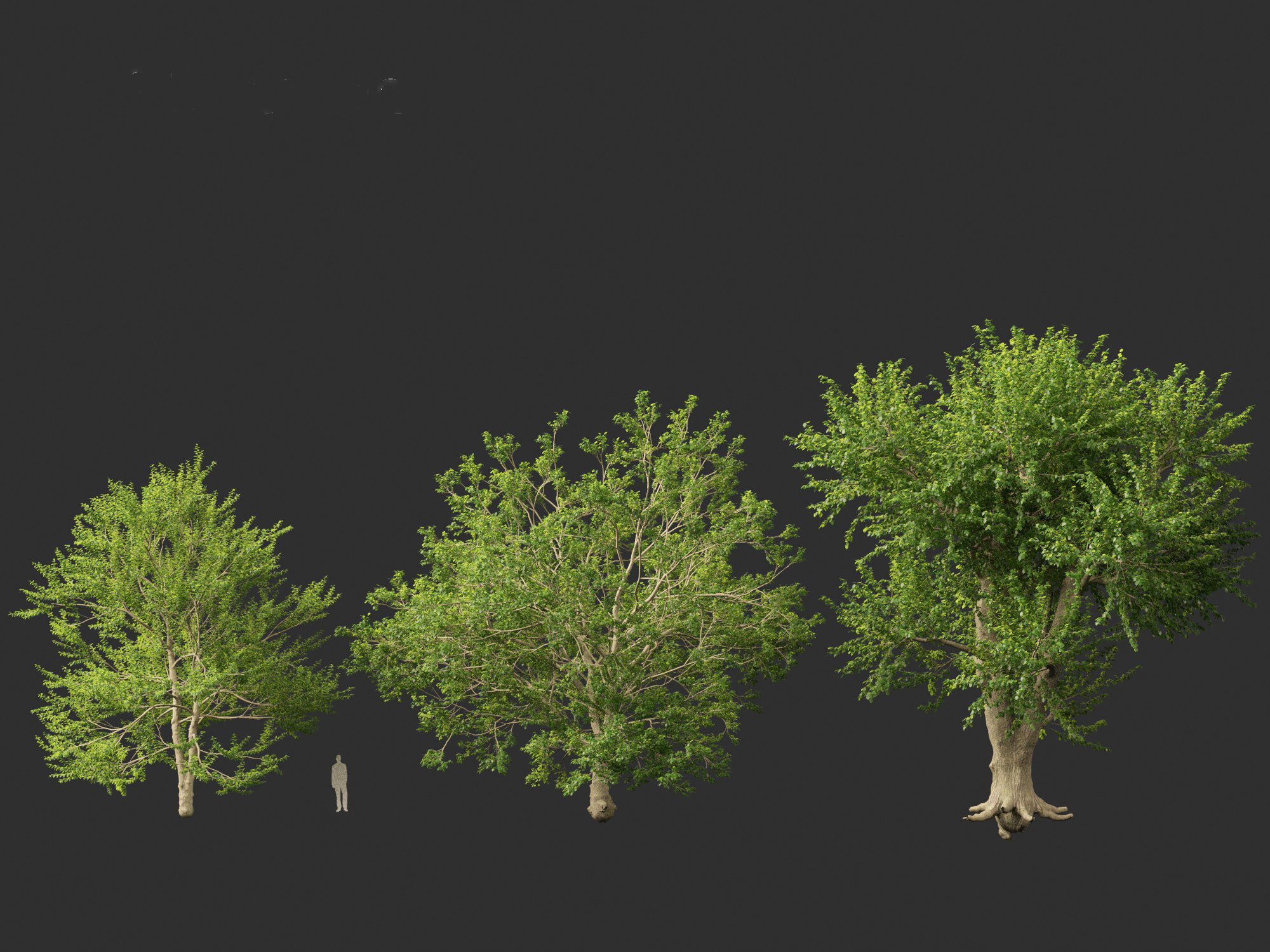 Ulmus laevis - European white elm 3D model_7