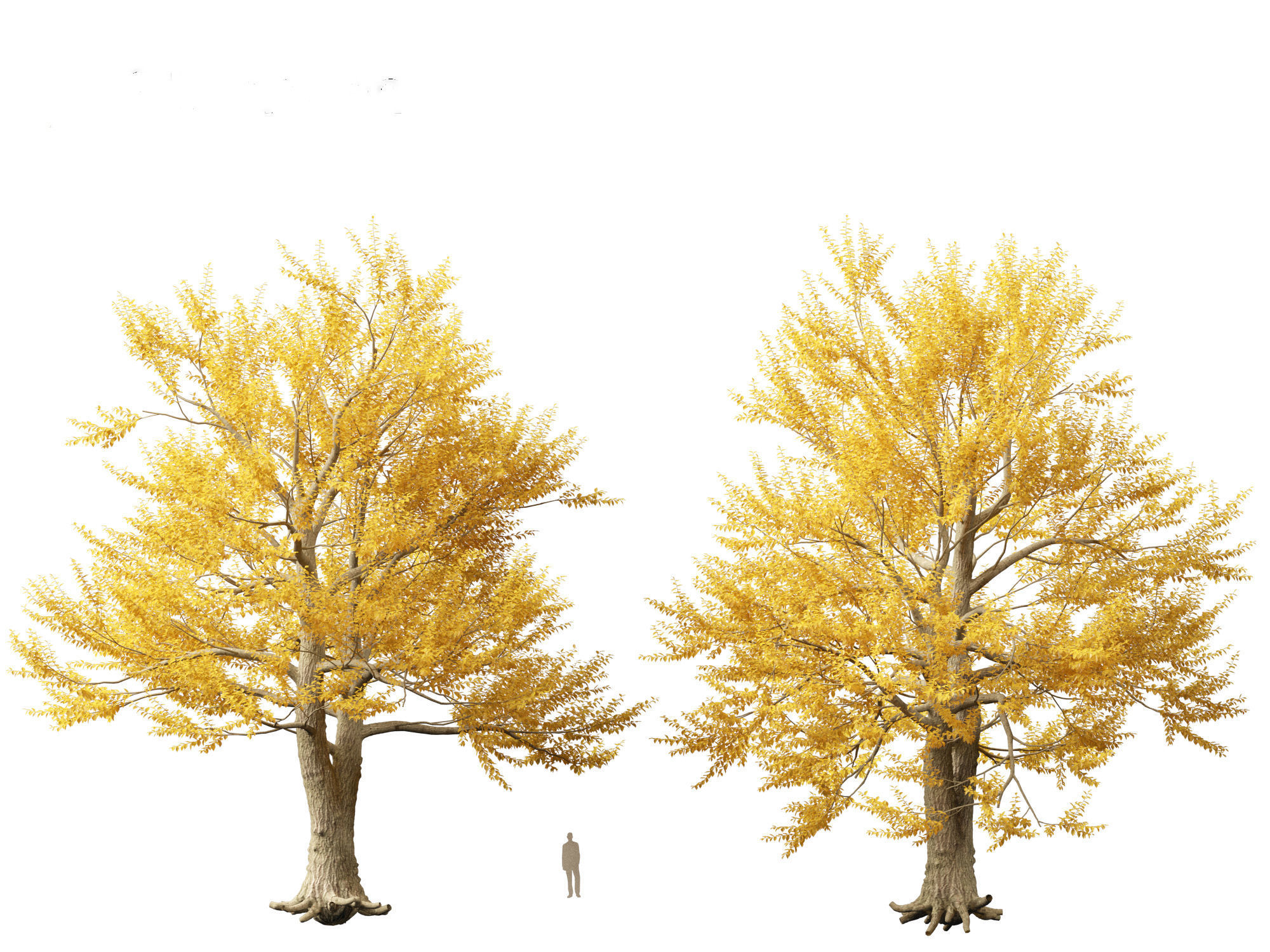 Ulmus laevis - European white elm 3D model_10