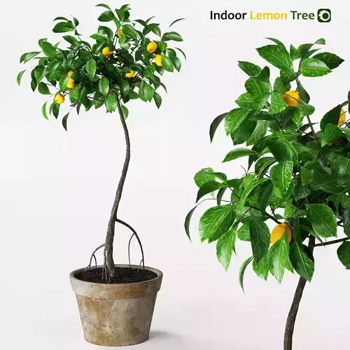 Indoor lemon tree 3D model