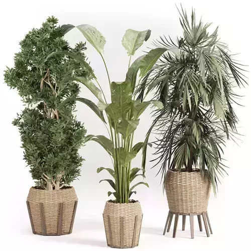 Indoor plant set with plant tree rattan wooden vase