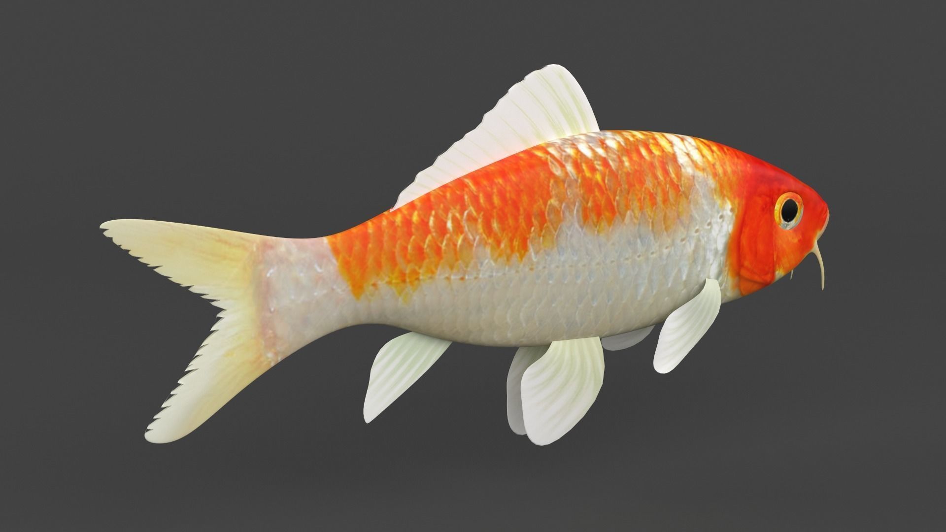 Fish Koi 3D model_3