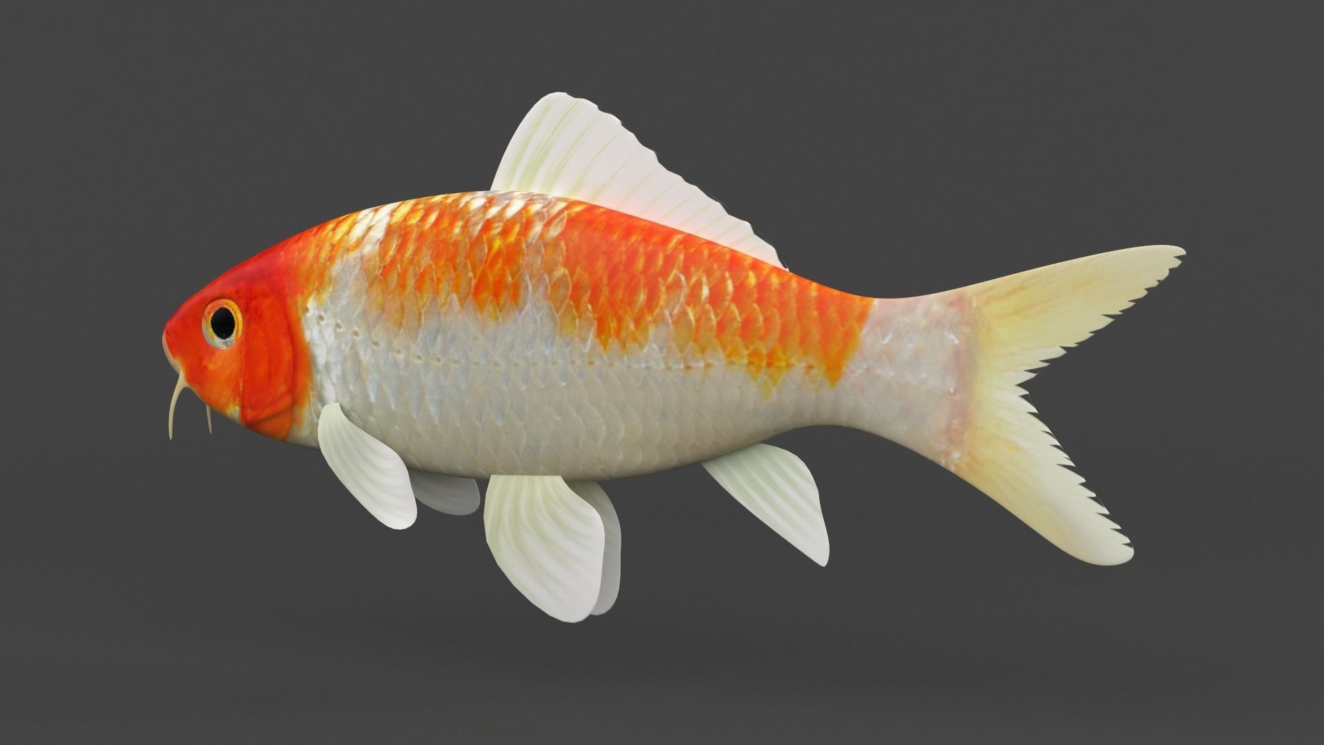 Fish Koi 3D model_2