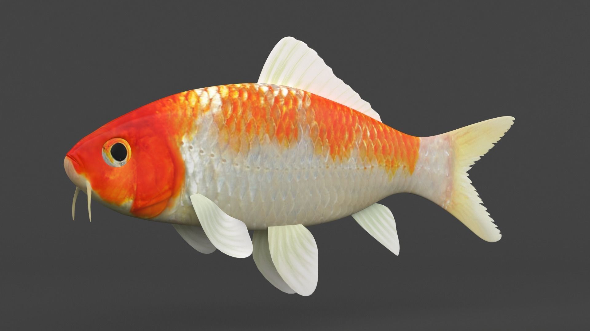 Fish Koi 3D model_4