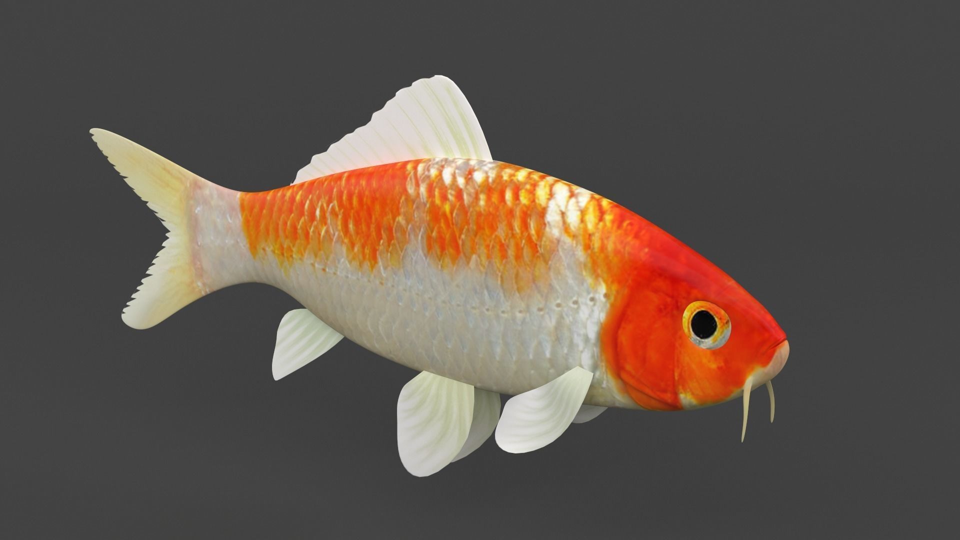 Fish Koi 3D model_1