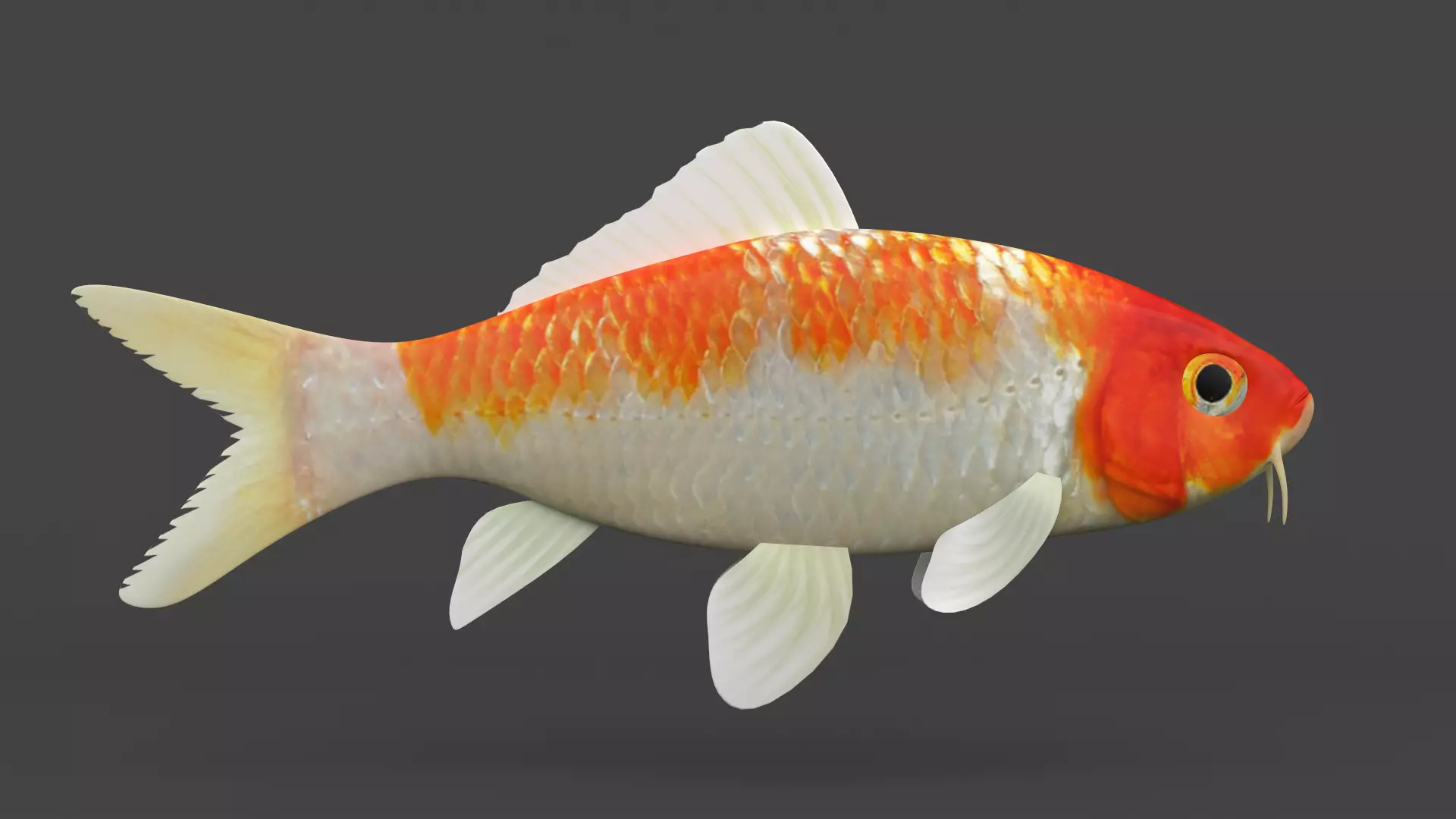 Fish Koi 3D model_0