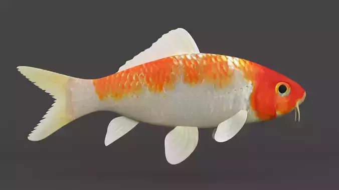 Fish Koi