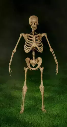SKELETON RIGGED REAL SIZE